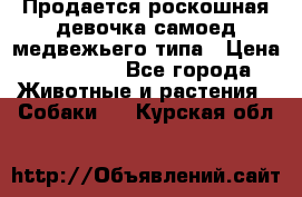 Продается роскошная девочка самоед медвежьего типа › Цена ­ 35 000 - Все города Животные и растения » Собаки   . Курская обл.